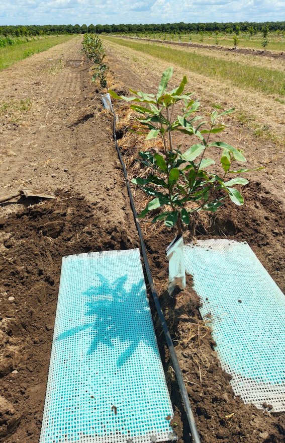 WaterPearls mats laid along a young orchard row, before the soil cover