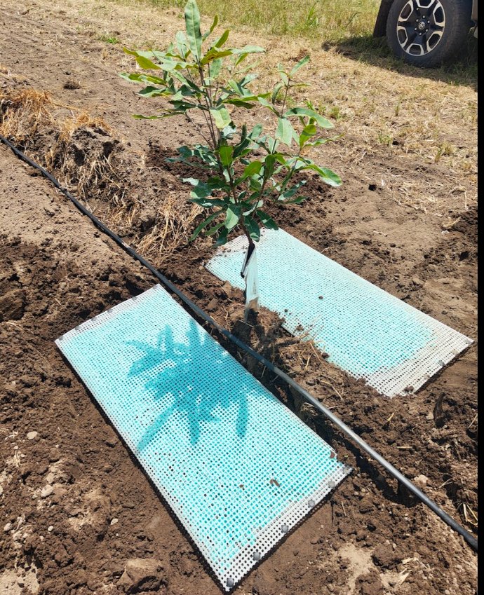 WaterPearls mats laid around a young tree, before the soil cover