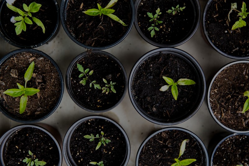 Potted seedlings in nursery containers