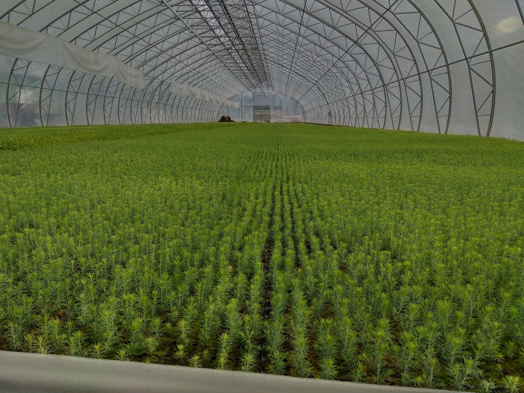 Tree seedlings growing in a greenhouse