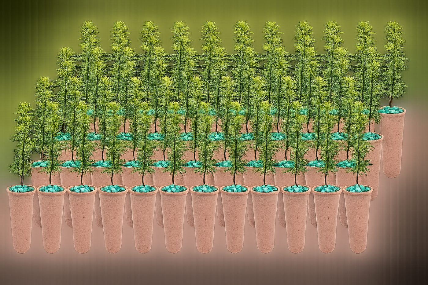 Tree seedlings grown with WaterPearls