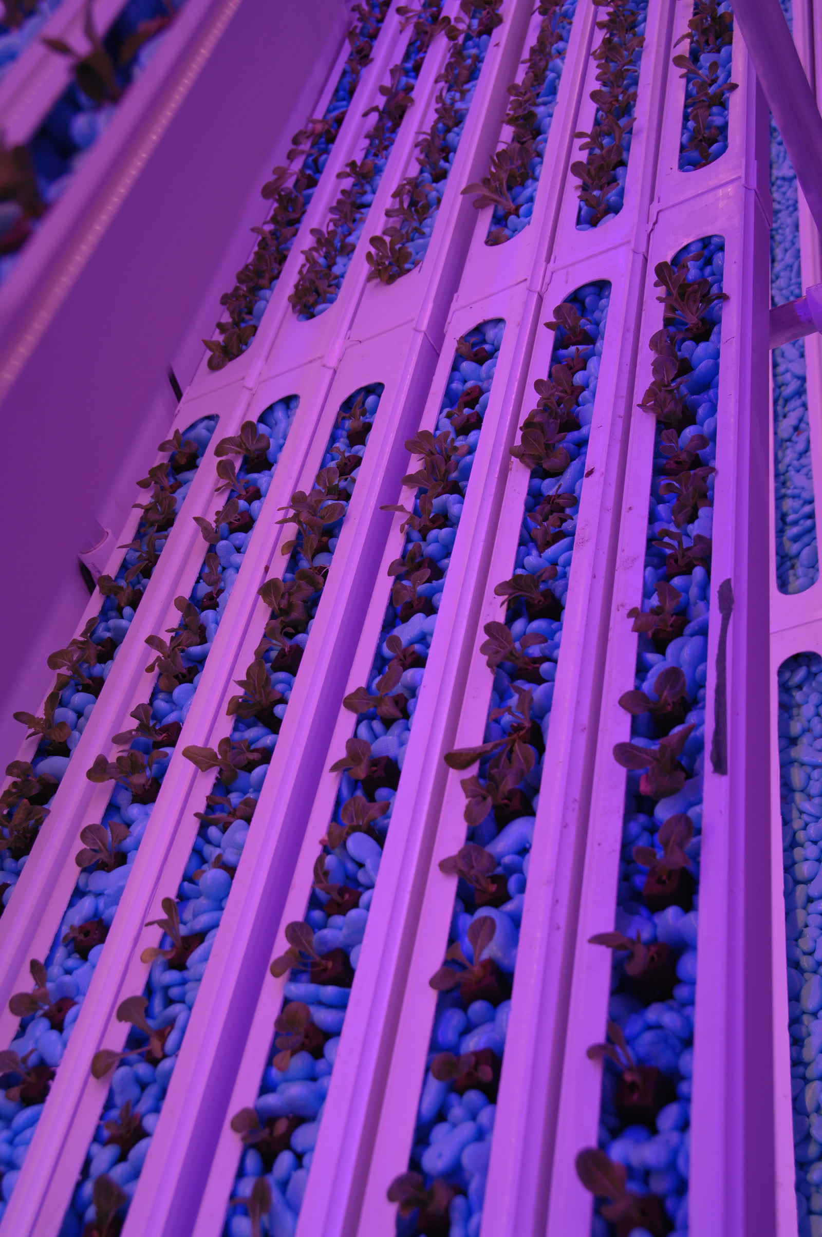 WaterPearls filling hydroponic growing channels in a controlled-environment system, RHST trial