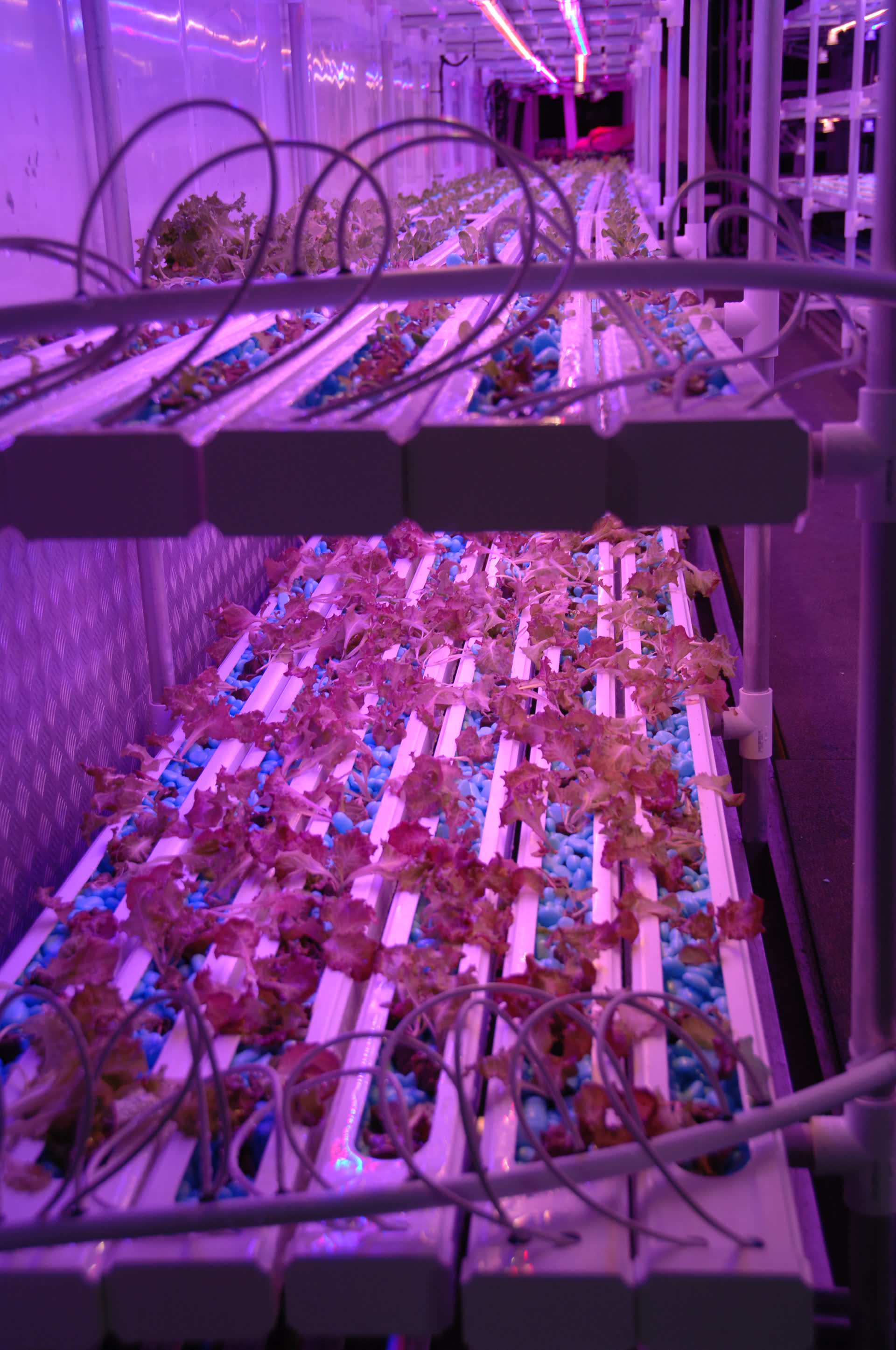 Vertical-farm growing channels filled with WaterPearls under LED grow lights