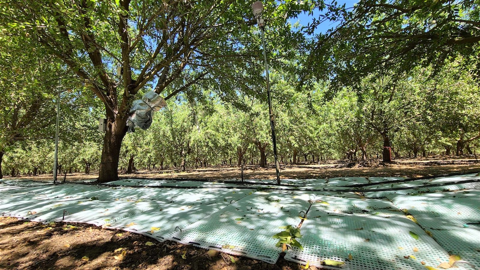 WaterPearls mats deployed across an almond orchard floor in Woodland, California